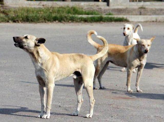 Stray dogs