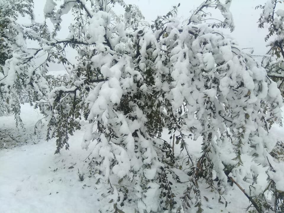 Bandipora