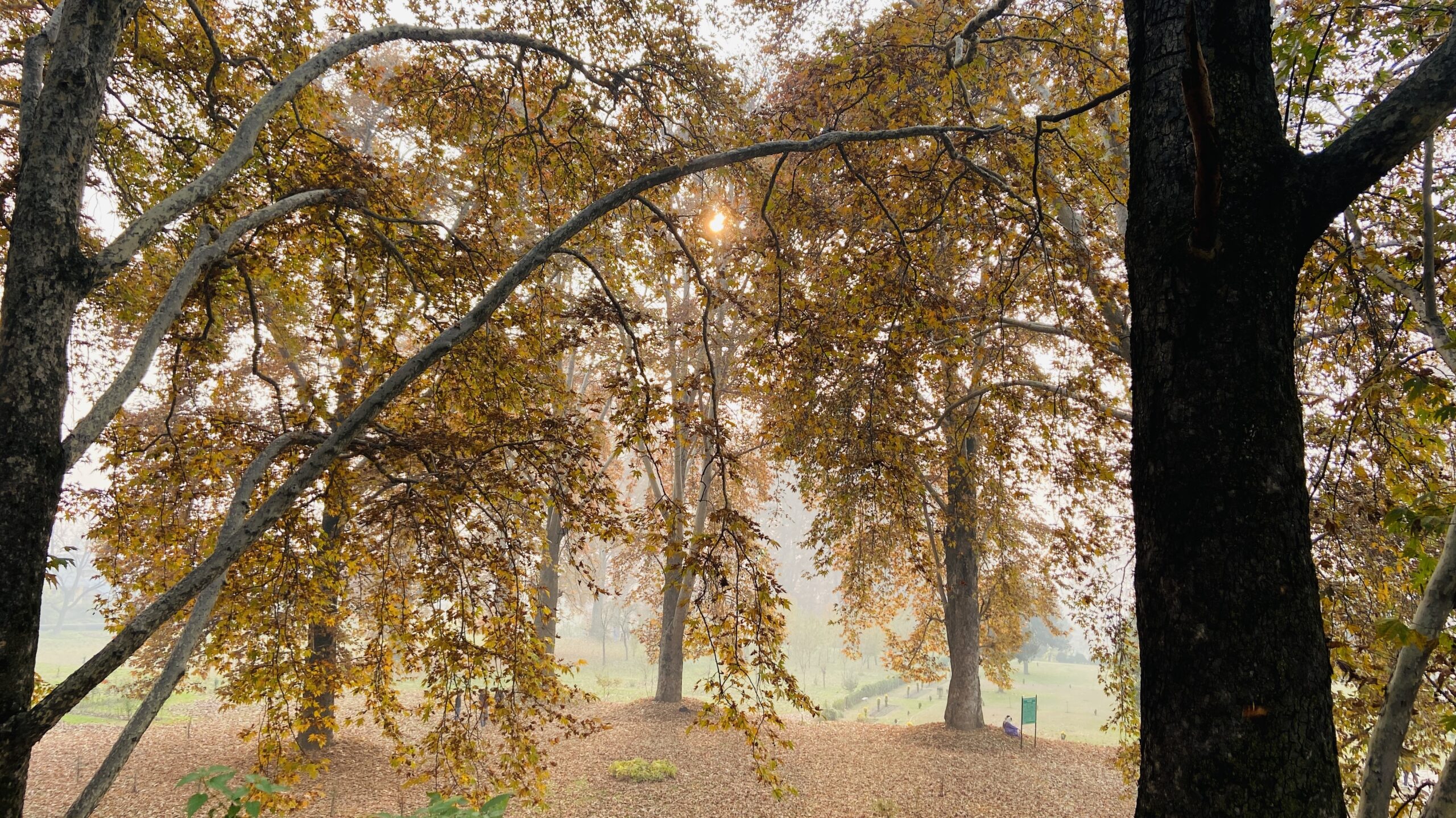 Autumn glory of Kashmir by Umar Zaz